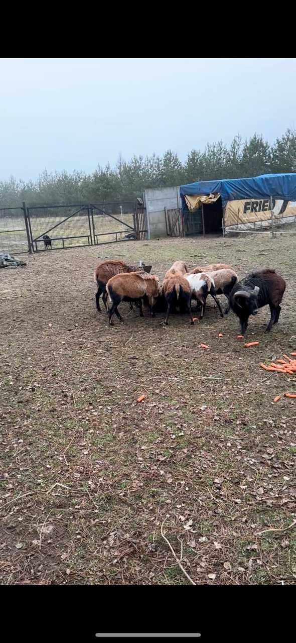 owce i barany kameruńskie