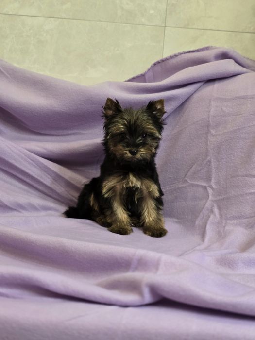 Piesek mini Yorkshire terrier