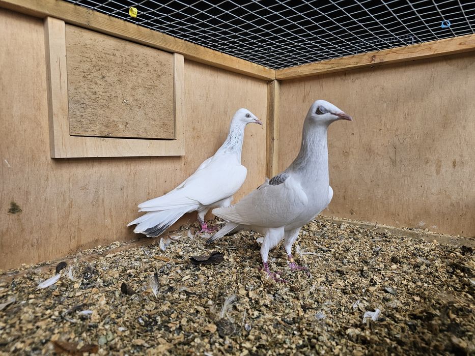 Gołębie perłowe...