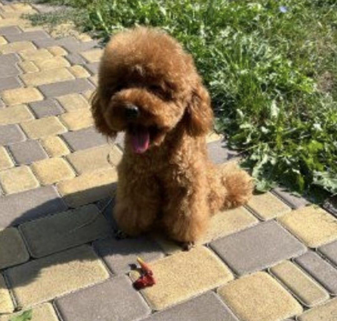 Śliczny piesek  Cavapoo