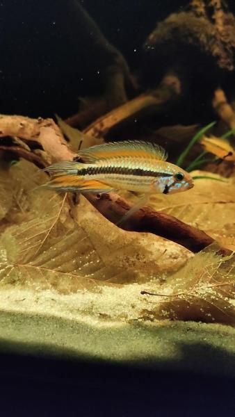 Apistogramma Mendezi F1 i WF samce