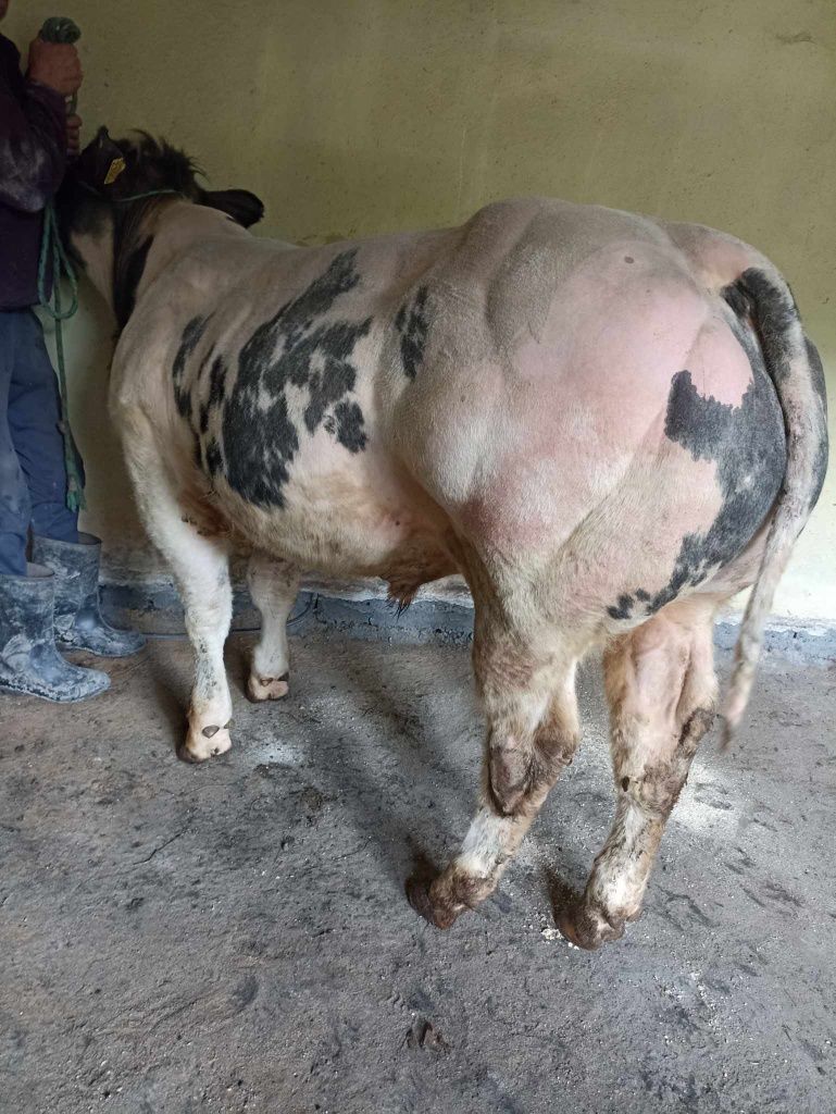 Oryginał Byczek 100% Belgian Blue na rozplodnika, PZHIPBM
Orygin