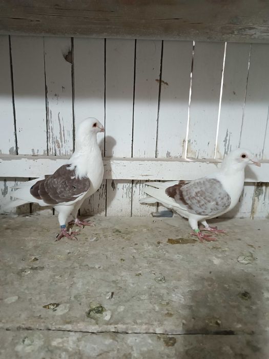 Sprzedam śląskie tarczowe