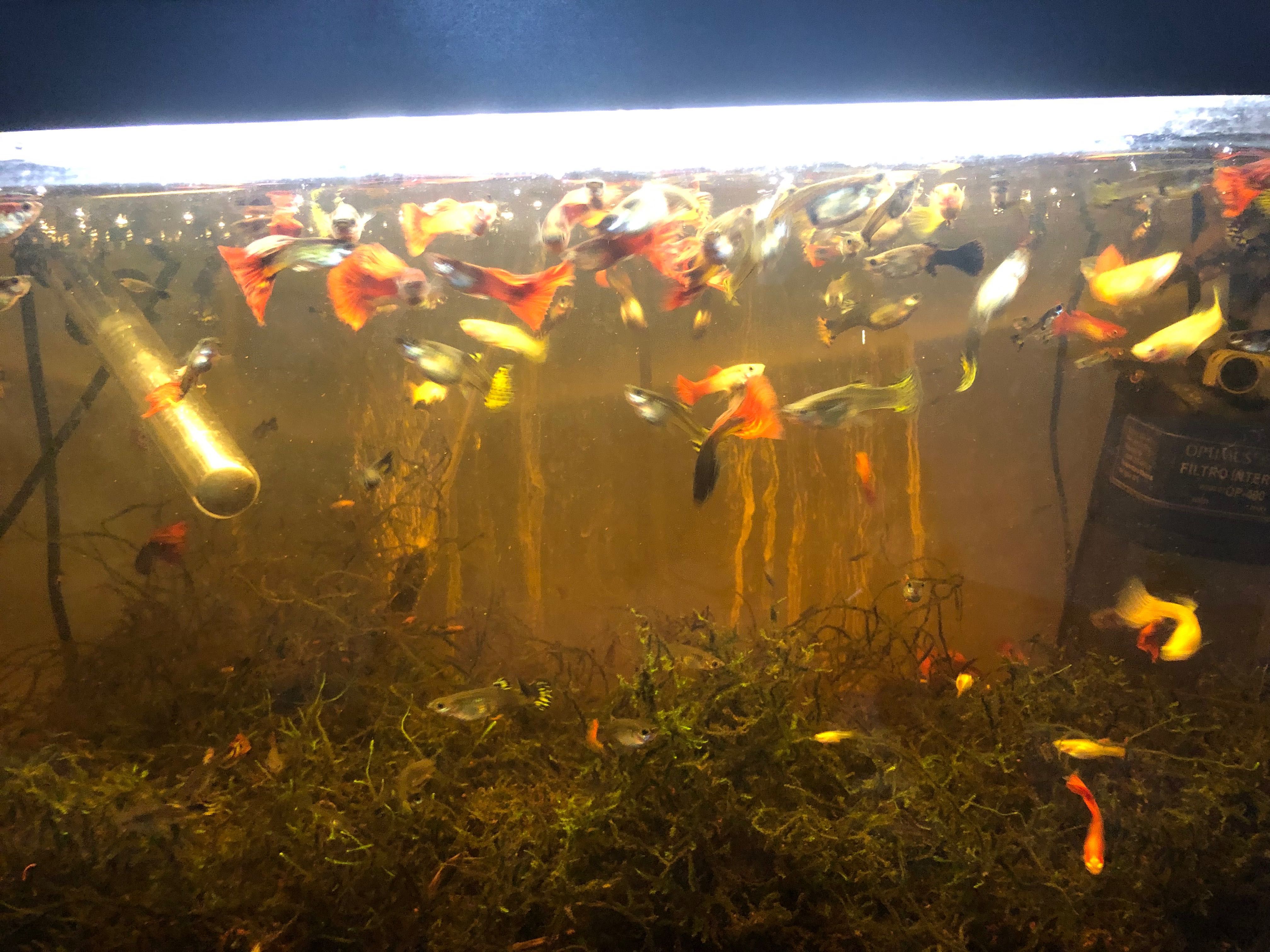 Peixes guppy para venda