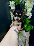 Chihuahua  mini  sunieczka z legowiskiem i wyprawką