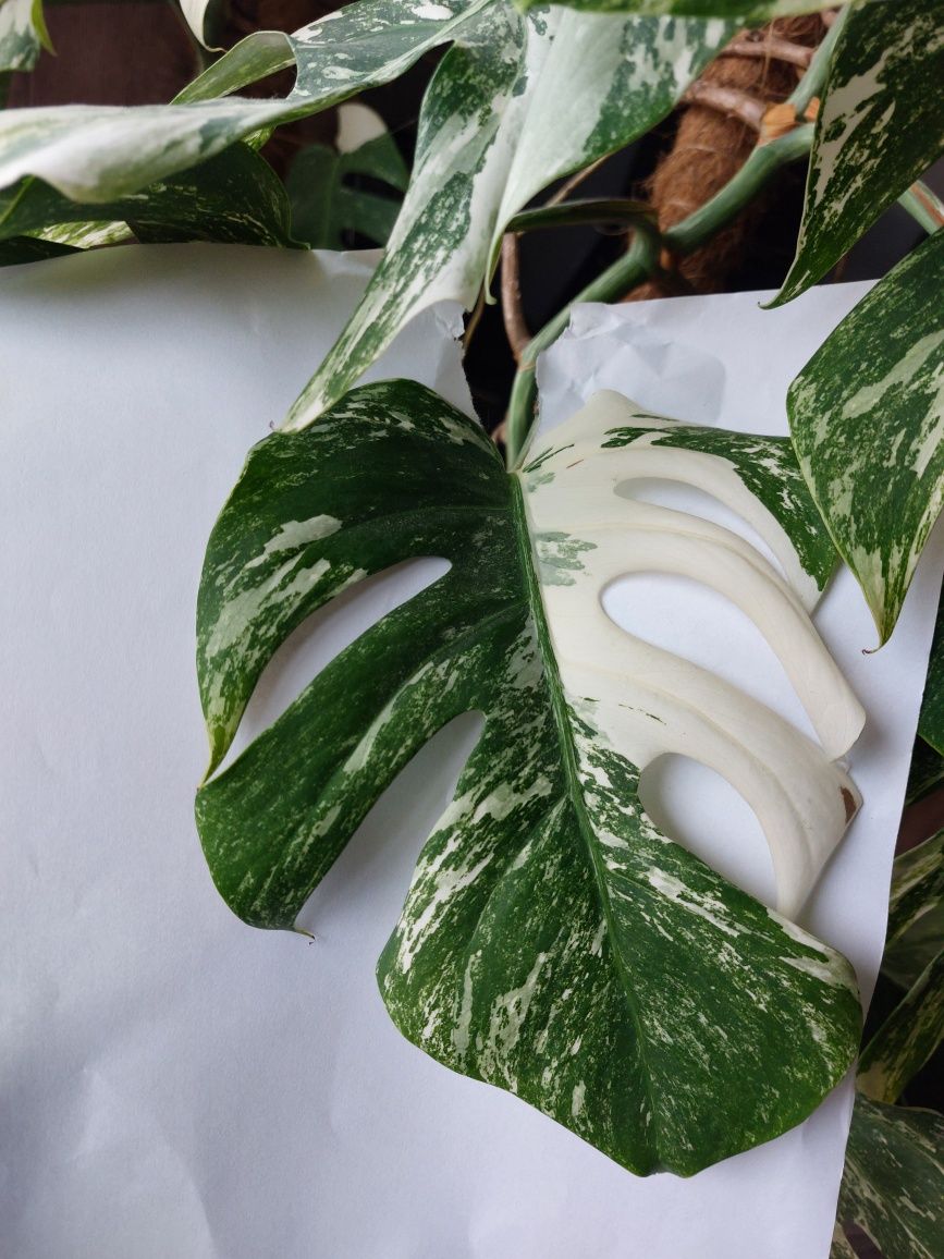 Monstera variegata