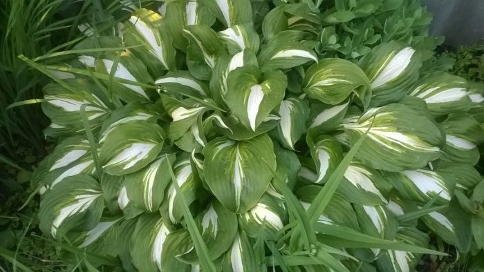 Рассада Цветов многолетних садовых . Саженцы . Цветы . Низкие цены.