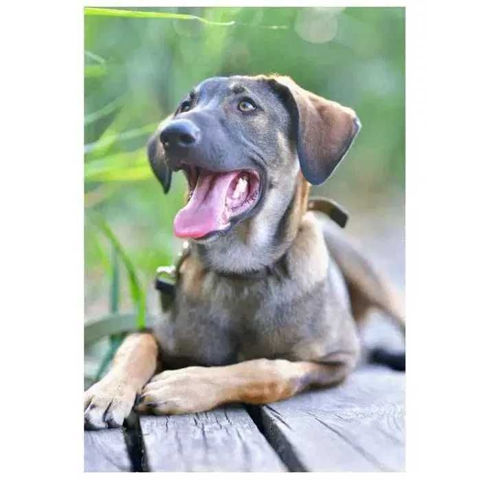 Отдам щенка в хорошие руки