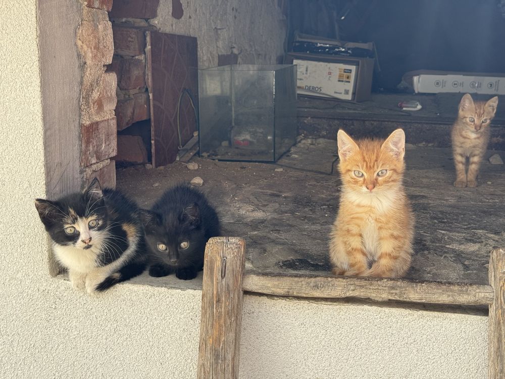Oddam kotki do adopcji