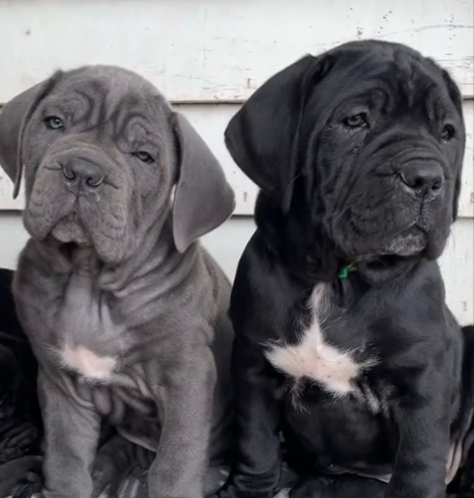 Не впусти шанс придбати одного знайкращих-Cane corso