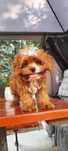 Uroczy Piesek Cavapoo  • GOTOWE DO ODBIORU •