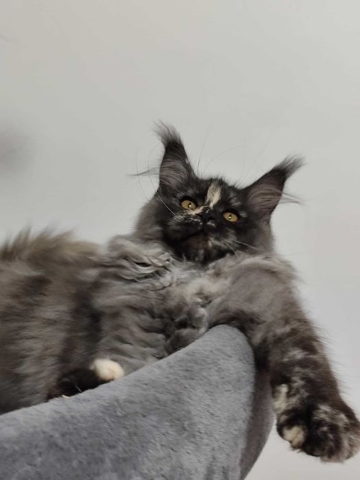 Gatinha maine coon - LOP