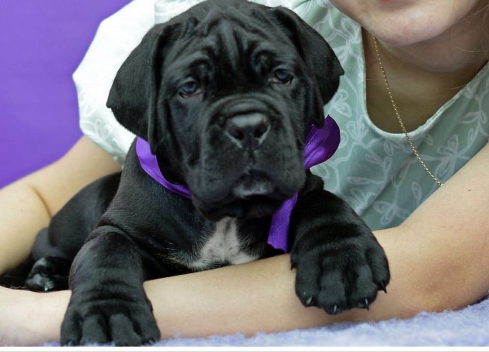 Чорний хлопчик Бумер-Cane corso