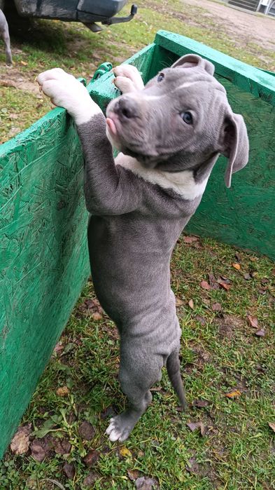 Amstaff błękitny blue samiec gotowy do odbioru
