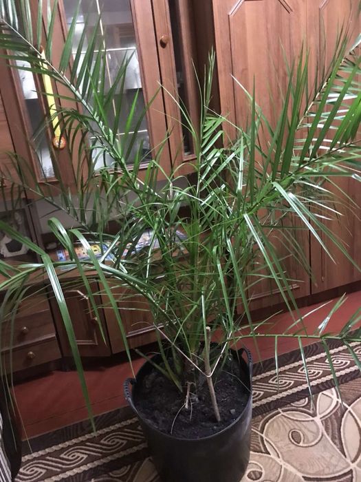 Пальма …………………../