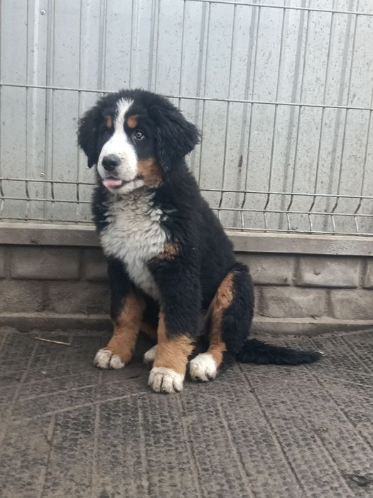 Berneński pies pasterski