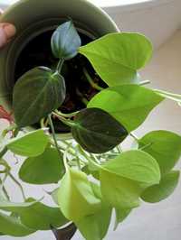 Epipremnum lemon lime i philodendron scandens i Pink princess