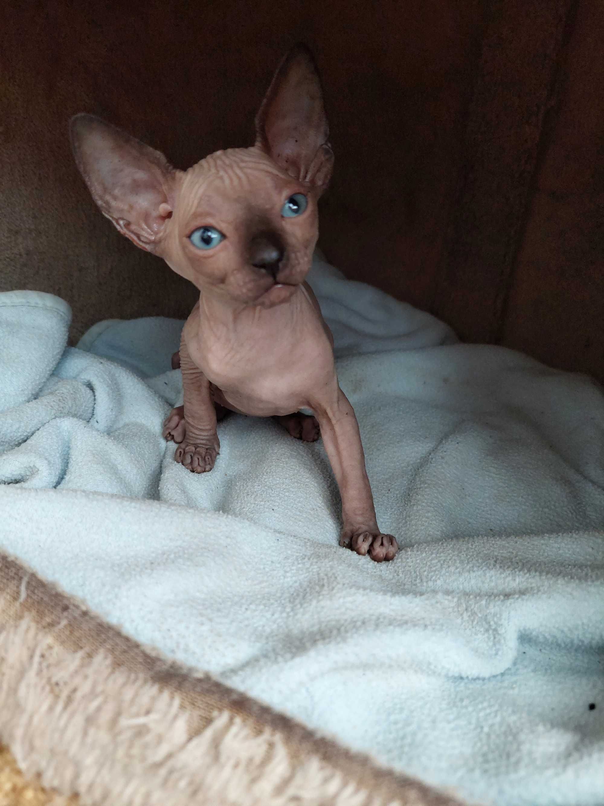 Gatinha Sphynx com olhos azuis