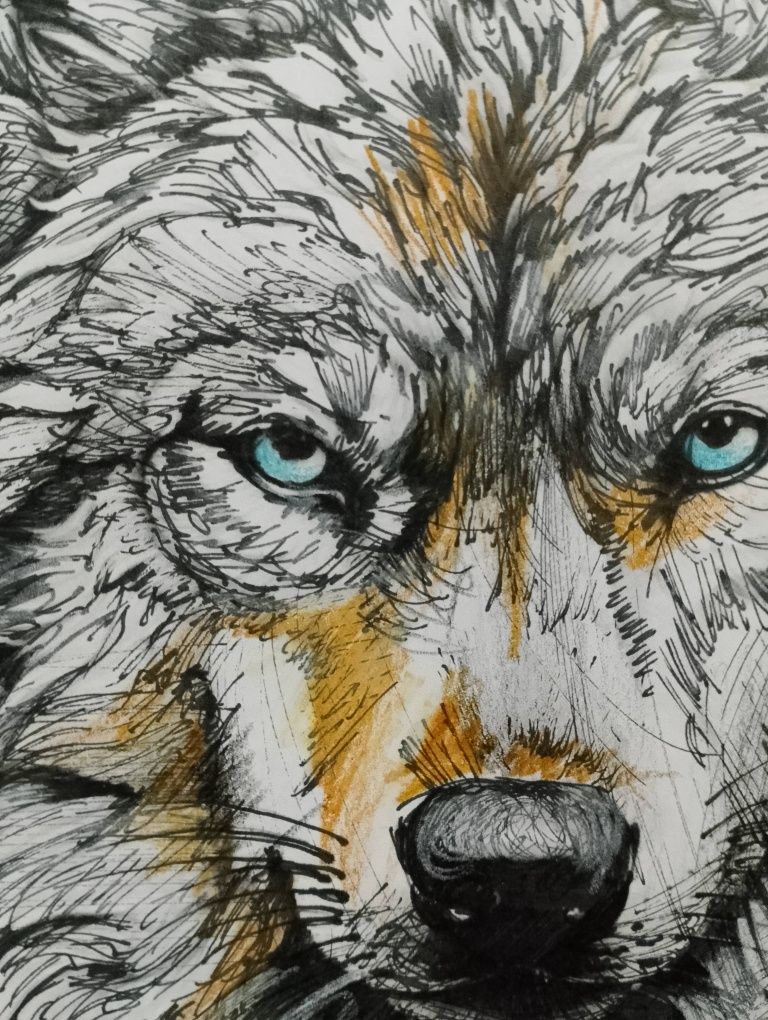 Wilk Bieszczady rysunek a4