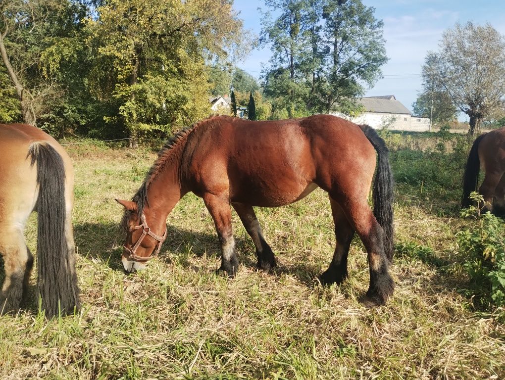 Klacz zimnokrwista, źrebna, księga główna