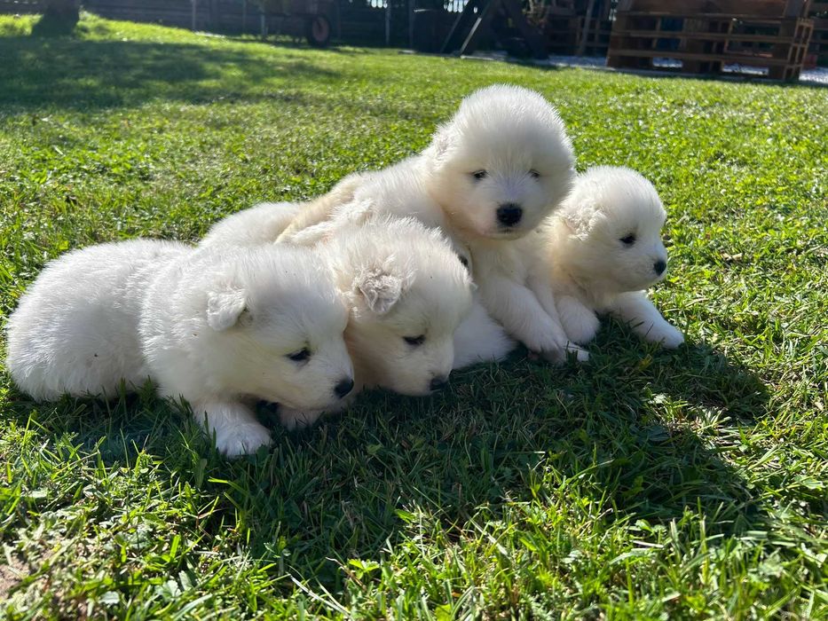 Samoyed – suczka z hodowli "Biała Łapka"