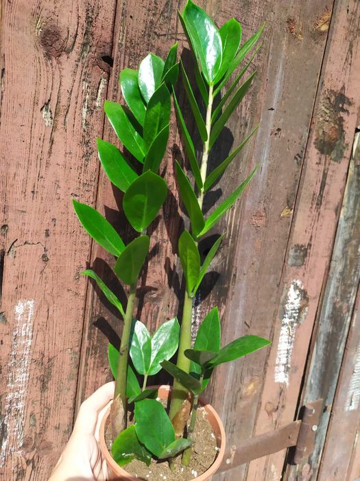 Заміокулькас Зензі, звичайний