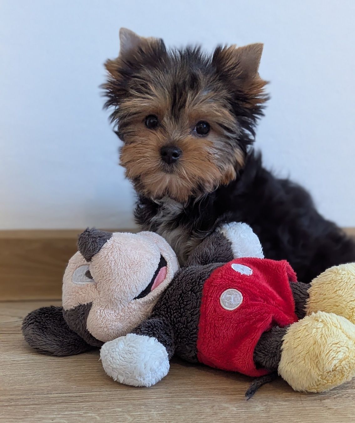 Piesek Yorkshire terrier