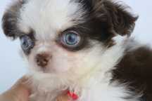 chihuahua macho chocolate tricolor