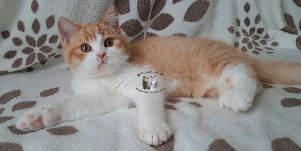 Miziak kocurek brytyjski rudy bikolor bicolor z kastracją kot WCF