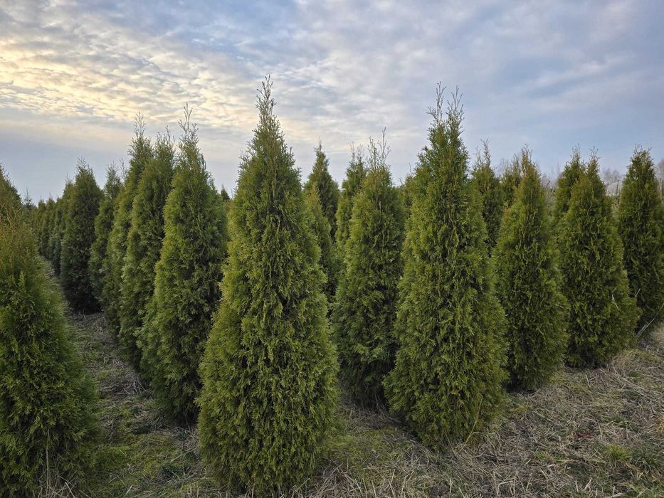 TUJA Thuja SZMARAGD Piękna gęsta na żywopłot wys.180-200 cm Sadzenie!
