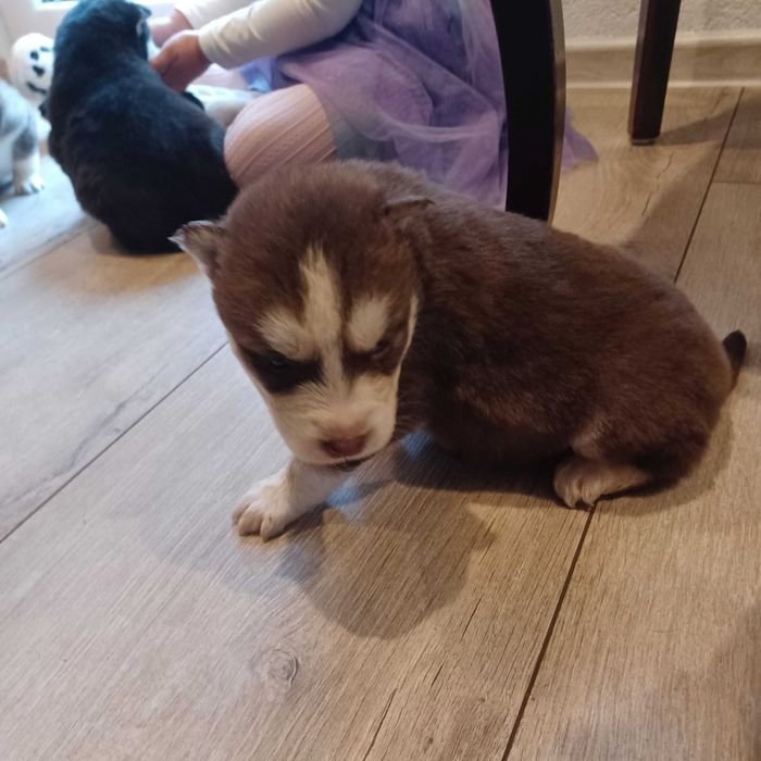 Piesek husky z rodowodem