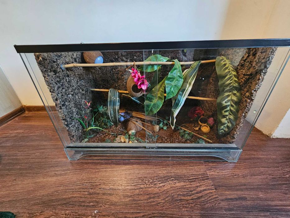 Duże Terrarium szklane z tłem korkowym i wyposażeniem dla Gekona Węża