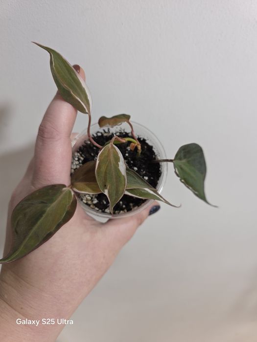 Philodendron micans velvet halo