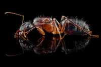 Camponotus barbaricus экзотические муравьи