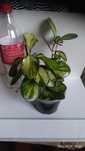 Хойя Аустралис Лиза (Hoya australis 'Lisa')