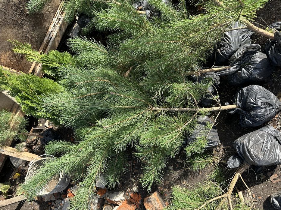 Саженцы Сосни Кримской, купить саженцы Сосни. Разной висоти.