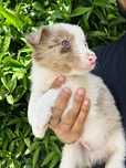 Menino border collie lilac merle