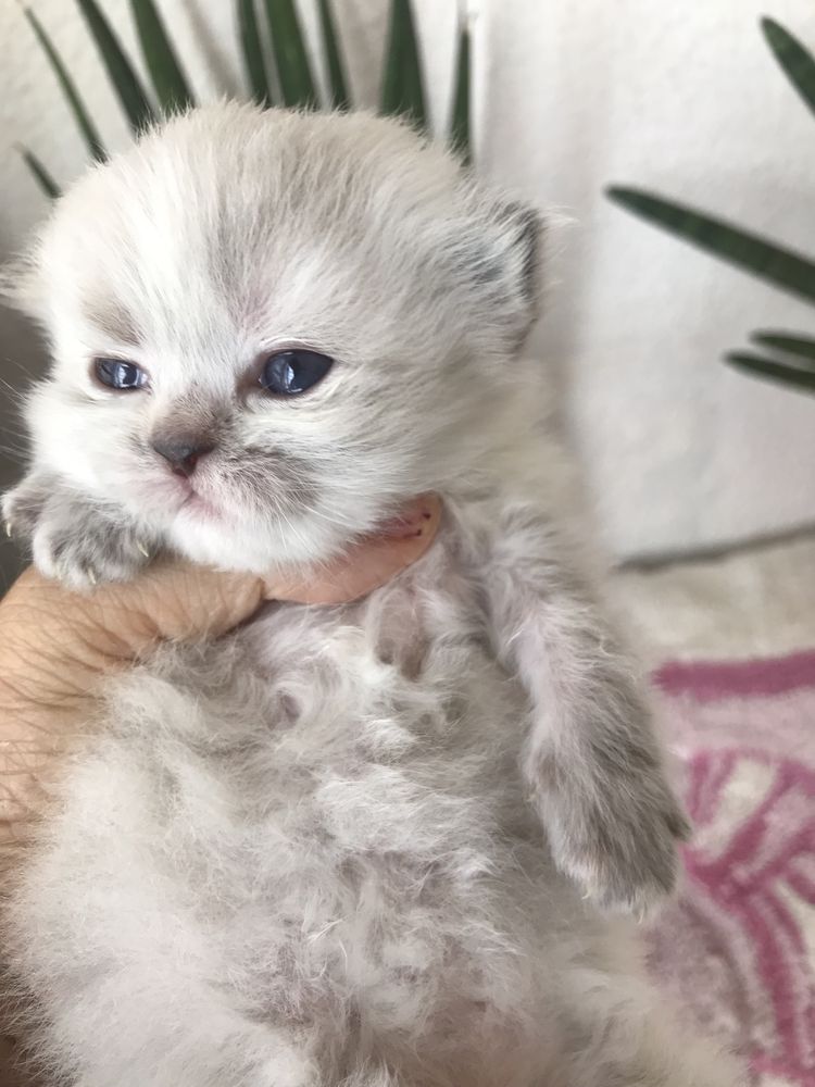 Gatinho persa bébé lindo