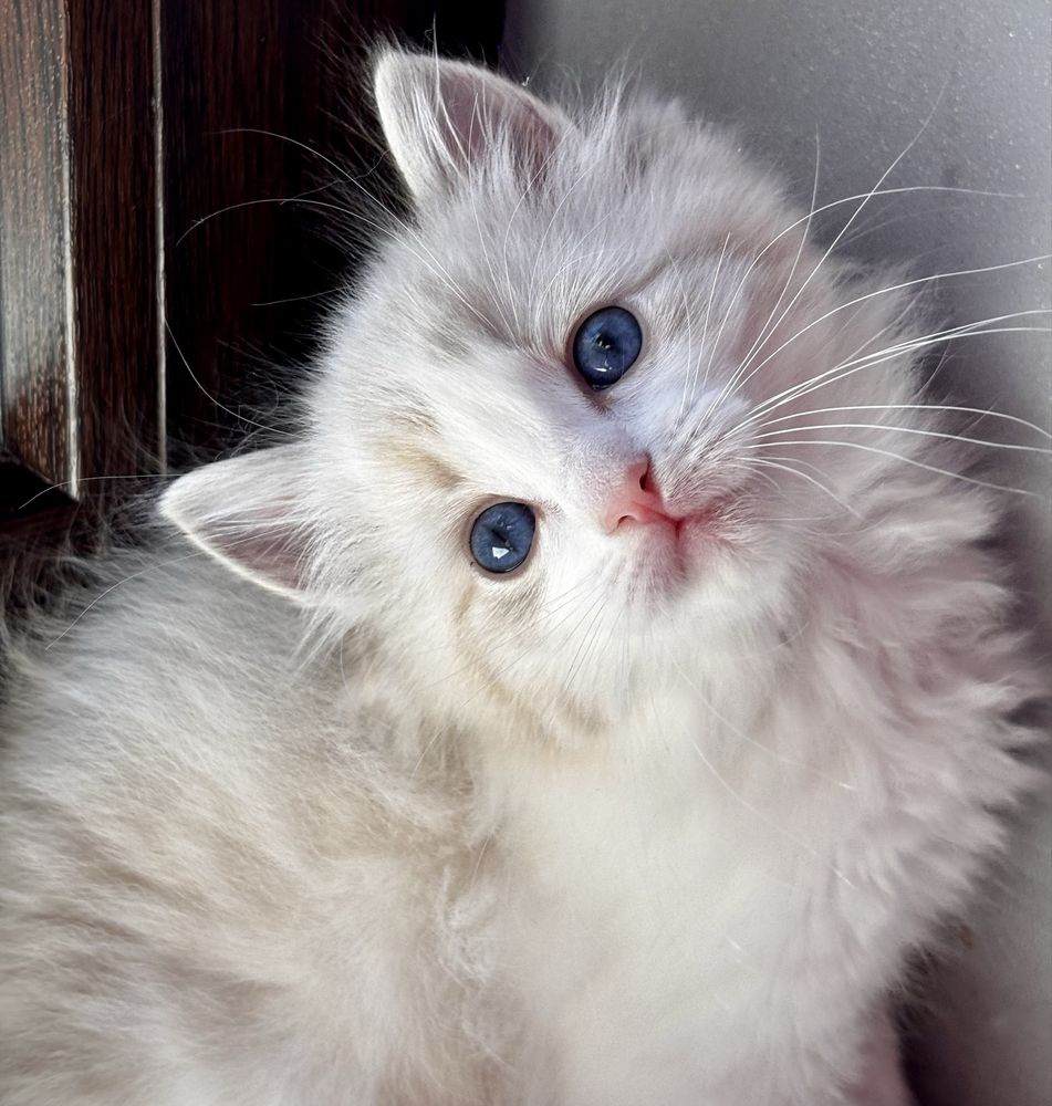 Kotka  Ragdoll - puchata lalka.