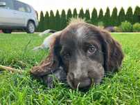 Szczeniak - Polski Spaniel Myśliwski