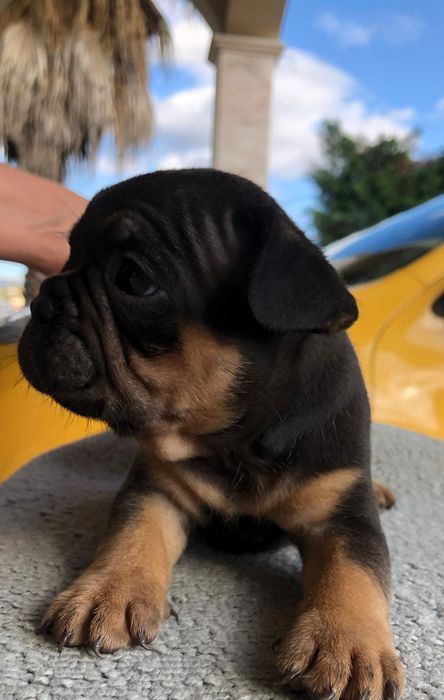 Bulldog francês fêmea excelente