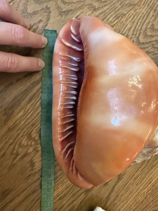 Ракушка Циприякасис Руфа губы мушля идеальная Маврикий