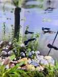 Guppys novos, machos e femeas e camaroes