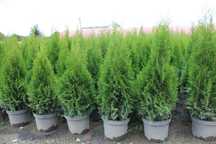 Tuja Szmaragd 120cm-140 cm w doniczce  7,5 l i 10l