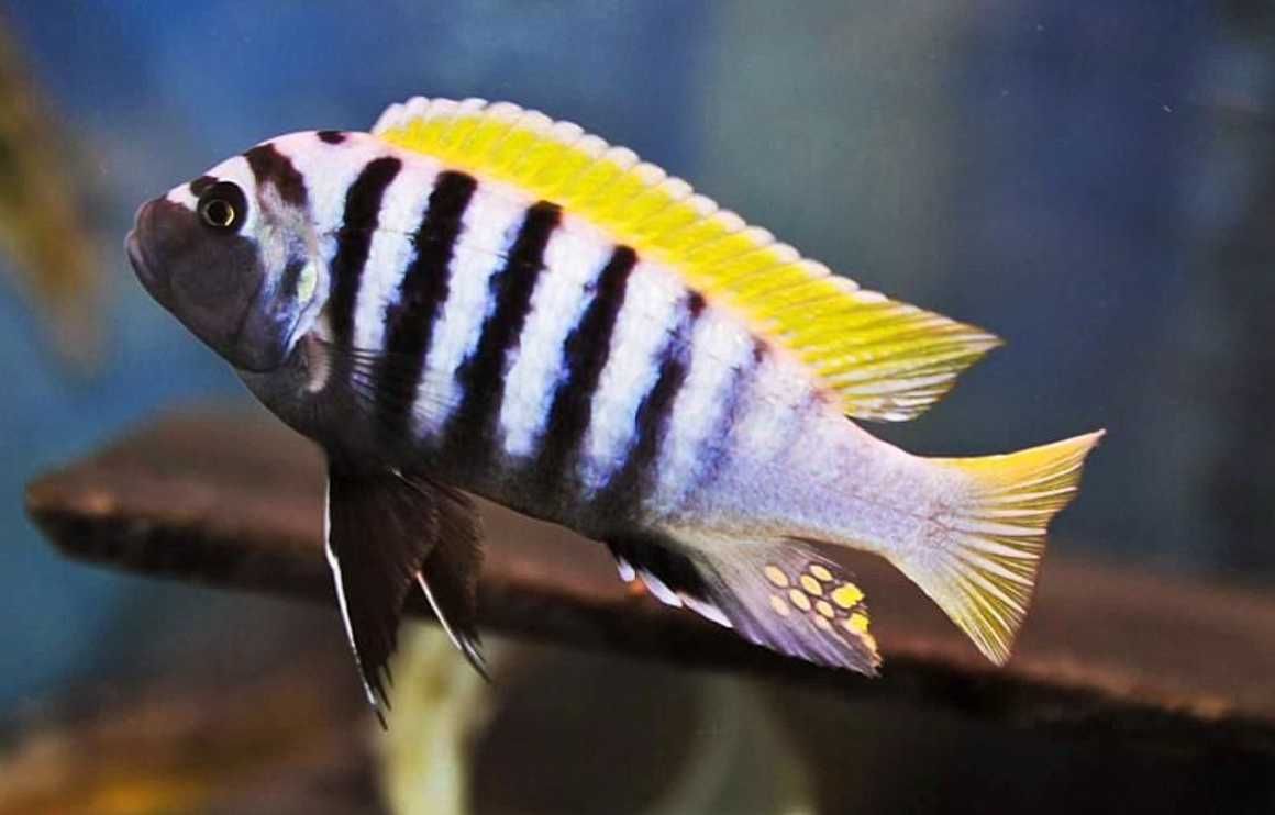 Cynotilapia afra Jalo Reef - PYSZCZAK - dowóz, wysyłka