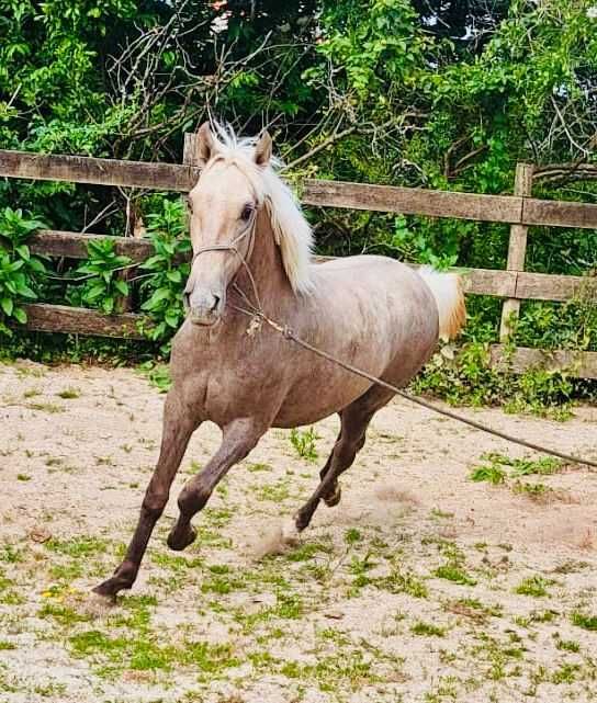 potra perla 14 meses 158cm