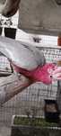 Femea cacatua galah