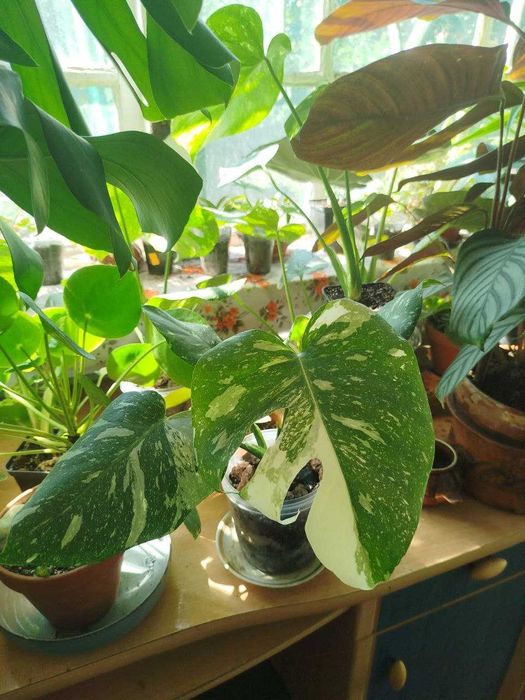 Монстера Тайське сузір'я