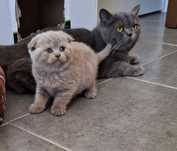 Scottish  fold fêmea  lilás