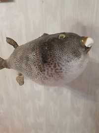 Duża ryba z dziobem -fugu